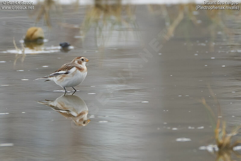 Snow Bunting male adult