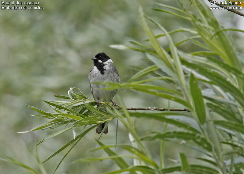 Bruant des roseaux, identification