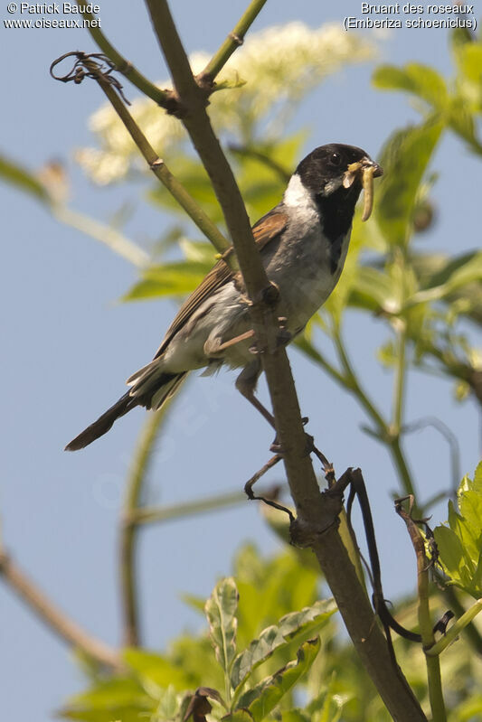 Common Reed Bunting male adult breeding, identification