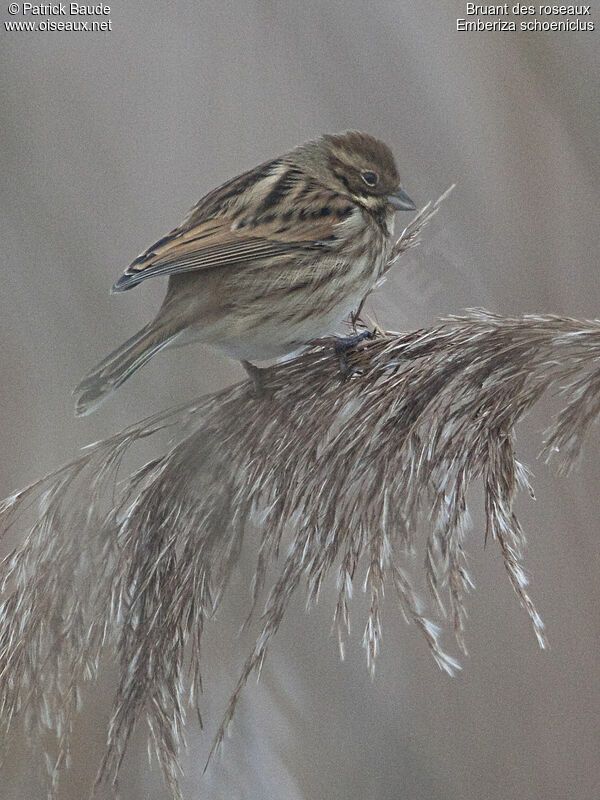 Common Reed Bunting female adult, identification