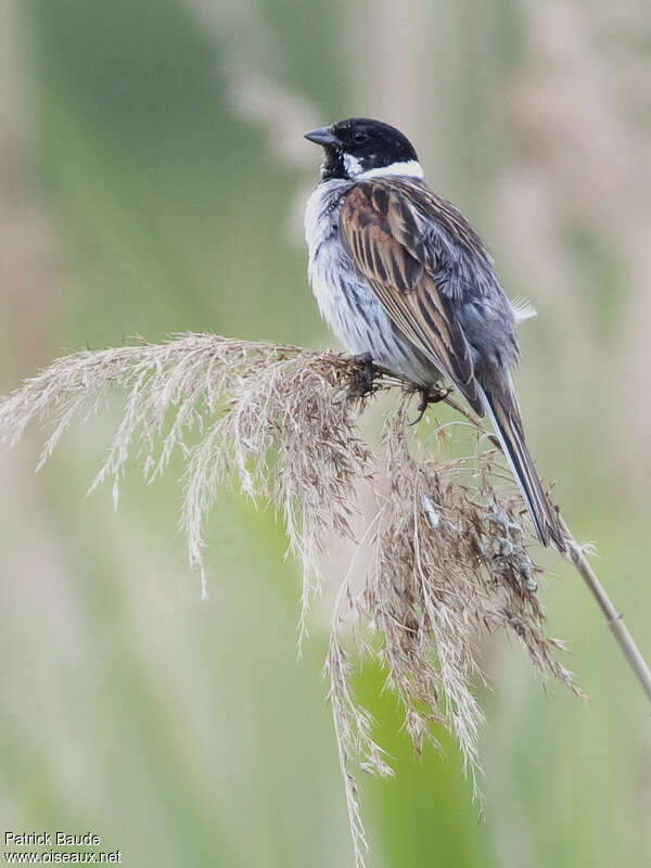 Common Reed Bunting male adult, habitat