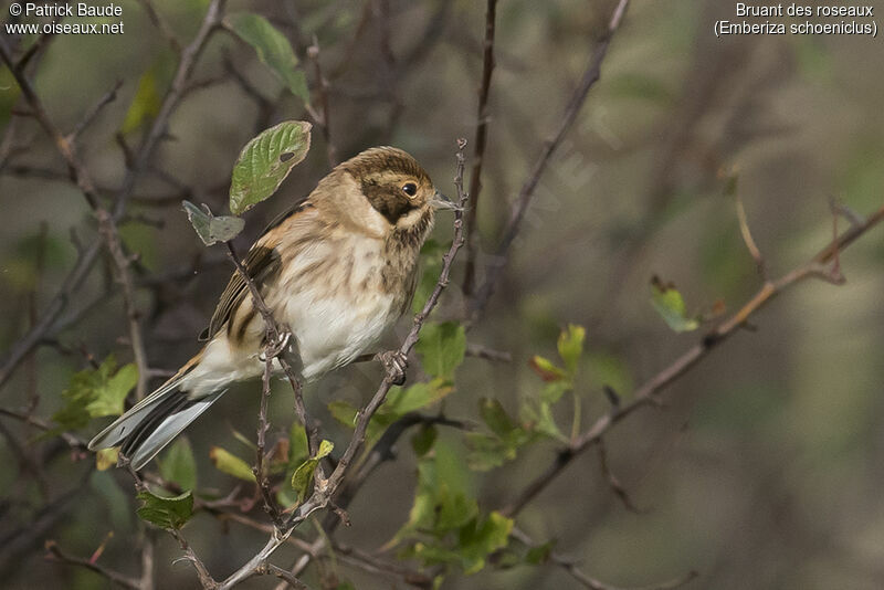 Common Reed Bunting male adult post breeding, identification