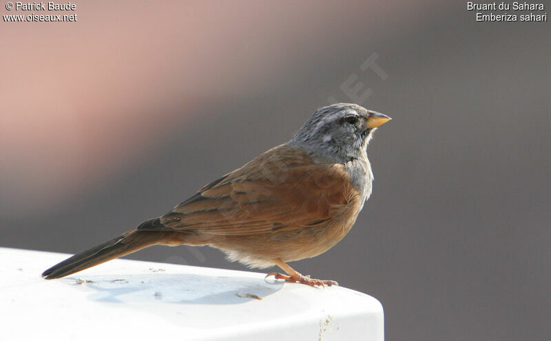 Bruant du Sahara mâle adulte, identification