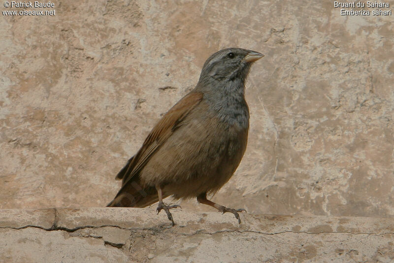 Bruant du Sahara mâle adulte, identification