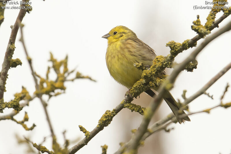 Bruant jaune mâle adulte nuptial, identification