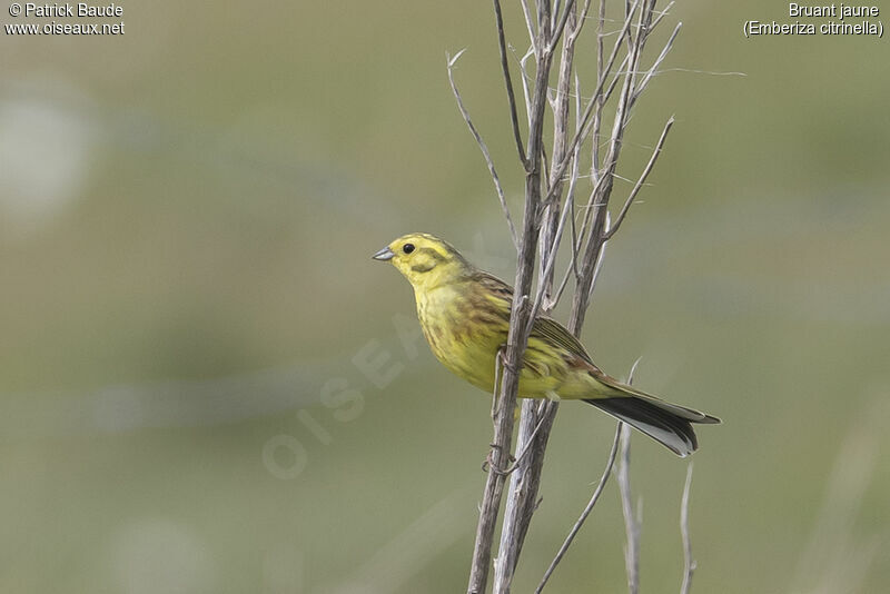 Bruant jaune mâle adulte nuptial, identification