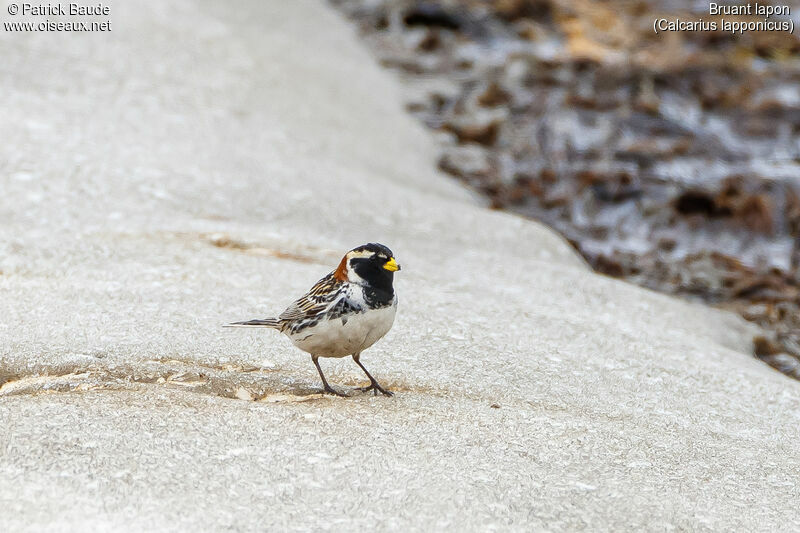 Lapland Longspur male adult breeding