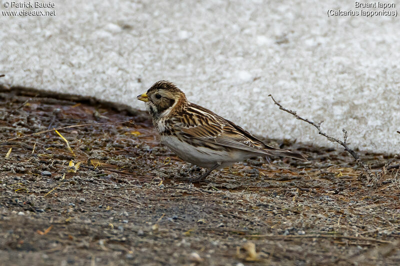 Lapland Longspur female adult breeding