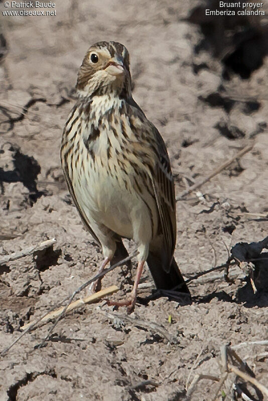 Bruant proyeradulte, identification