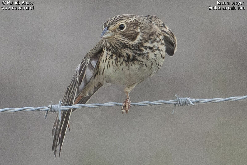 Corn Buntingadult, identification