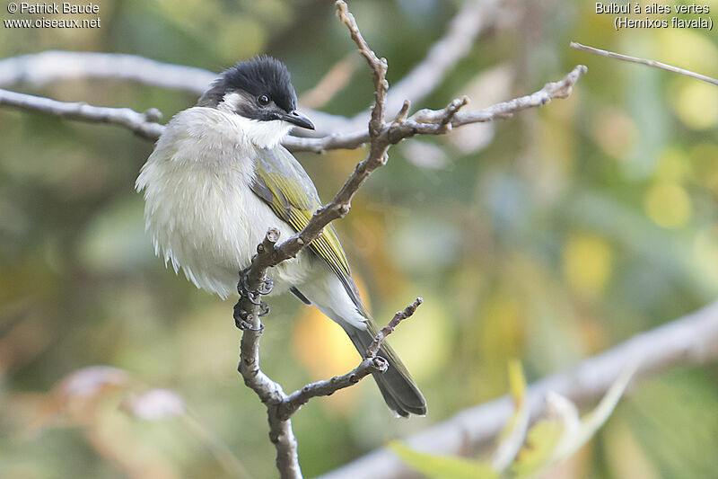 Bulbul à ailes vertesadulte, identification