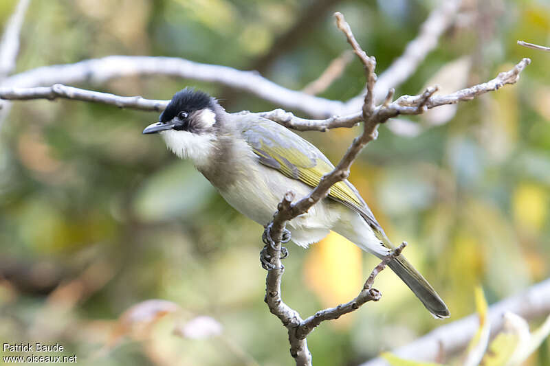 Bulbul à ailes vertesadulte