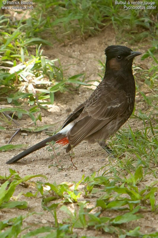 Red-vented Bulbuladult, identification