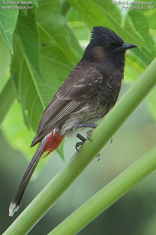 Bulbul à ventre rougeadulte, identification