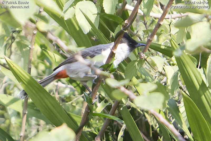 Bulbul cul-d'oradulte, identification