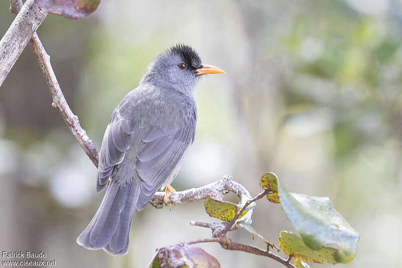 Mauritius Bulbuladult, identification