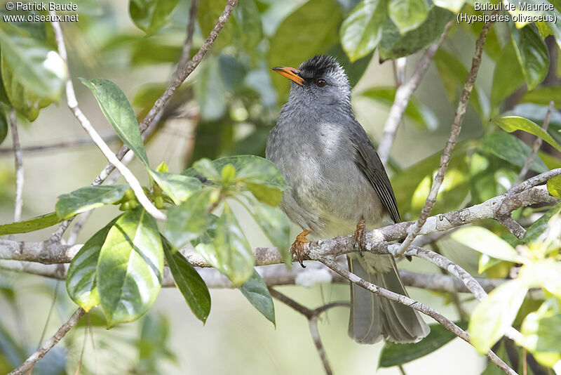 Bulbul de Mauriceadulte, identification