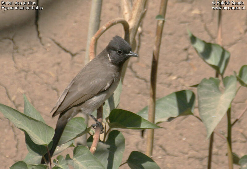 Bulbul des jardins