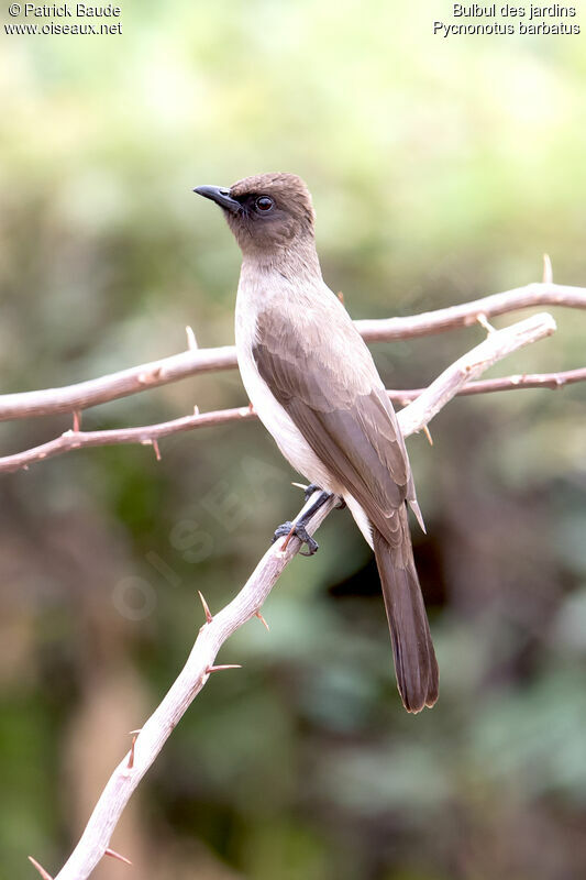 Common Bulbuladult, identification