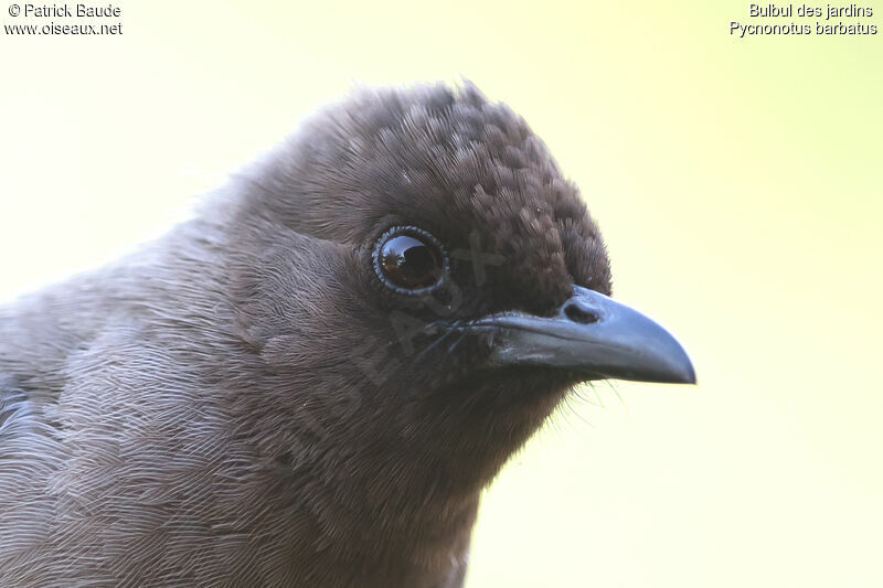 Bulbul des jardinsadulte, identification