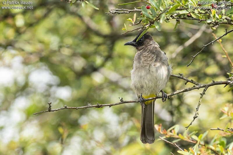 Bulbul des jardinsadulte