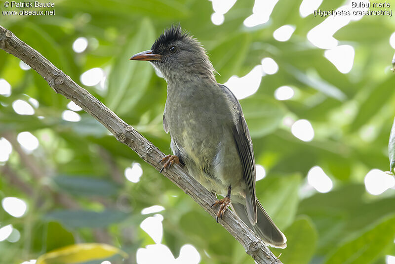 Bulbul merleadulte