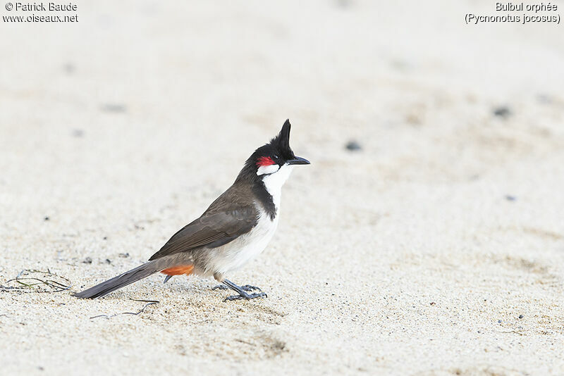 Red-whiskered Bulbuladult, identification