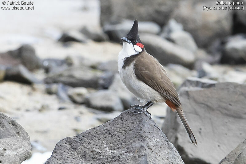 Bulbul orphéeadulte, identification