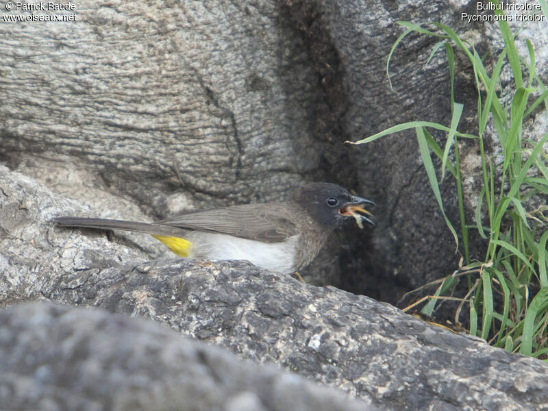 Bulbul tricoloreadulte, identification