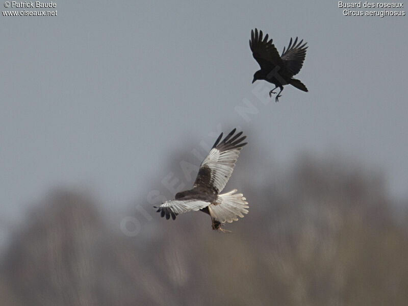 Western Marsh Harrier male adult