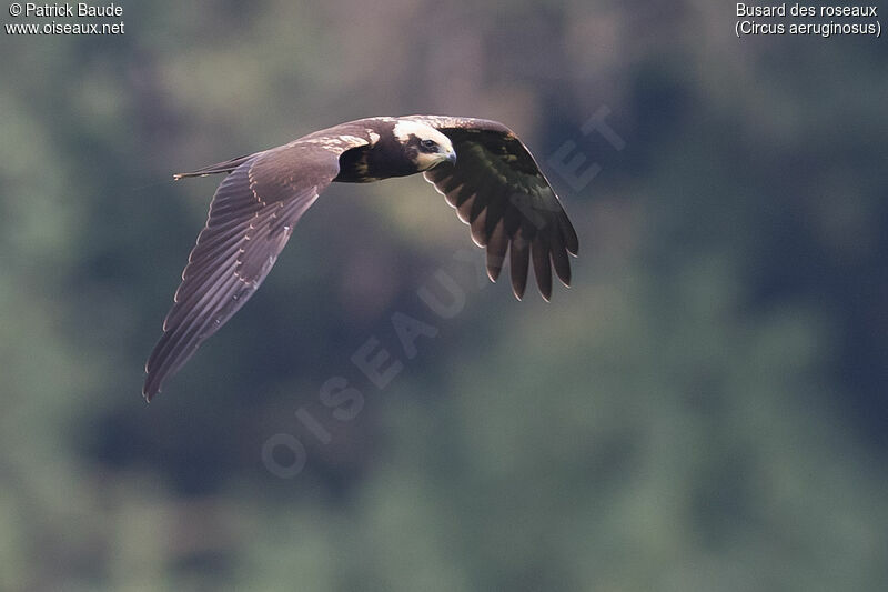 Western Marsh Harrier female juvenile, identification