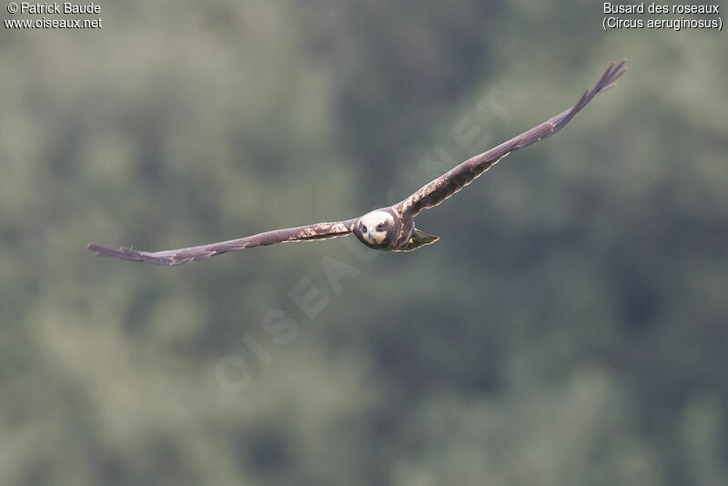 Western Marsh Harrier female juvenile, identification