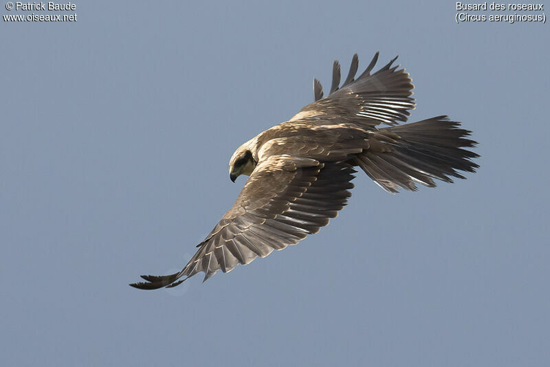 Western Marsh Harrier female Second year, identification