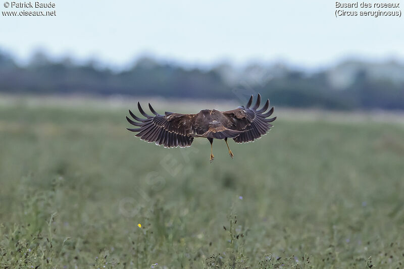 Western Marsh Harrier