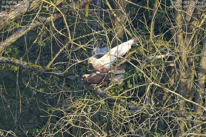 Western Marsh Harrieradult breeding