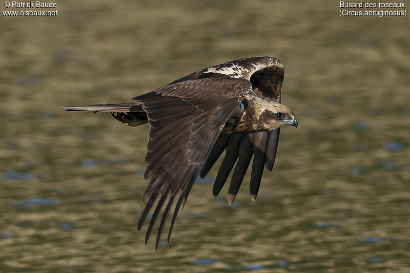 Western Marsh Harrier female adult