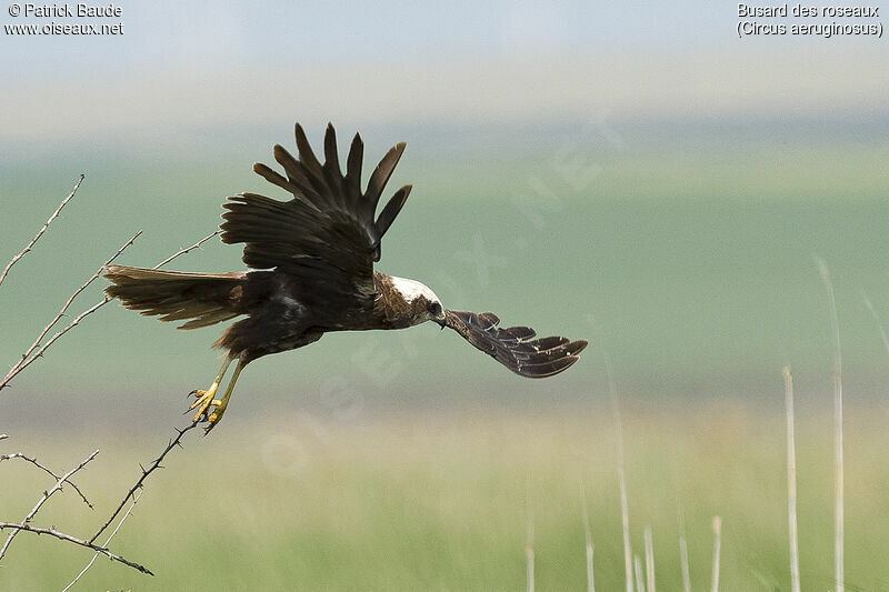 Western Marsh Harrier female adult