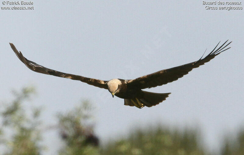 Western Marsh Harrier female adult, identification