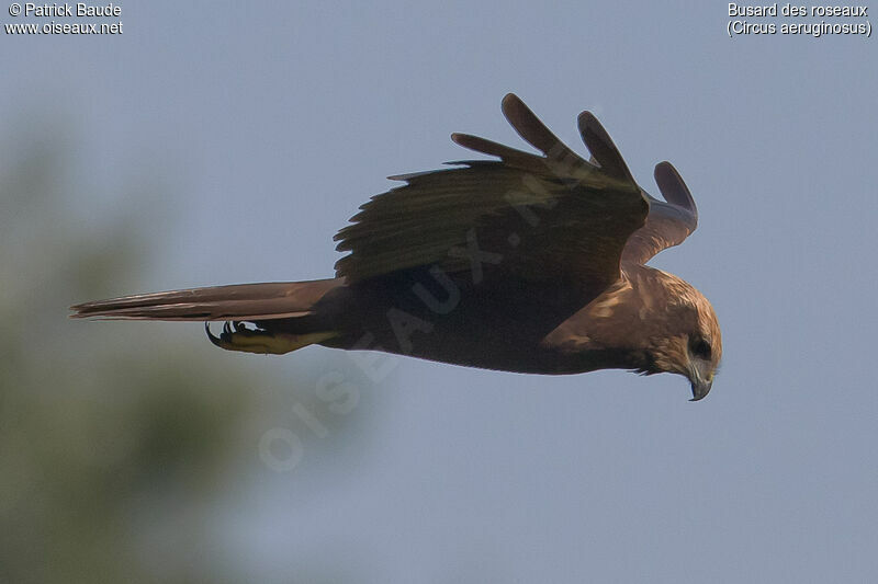 Western Marsh Harrier female adult, identification