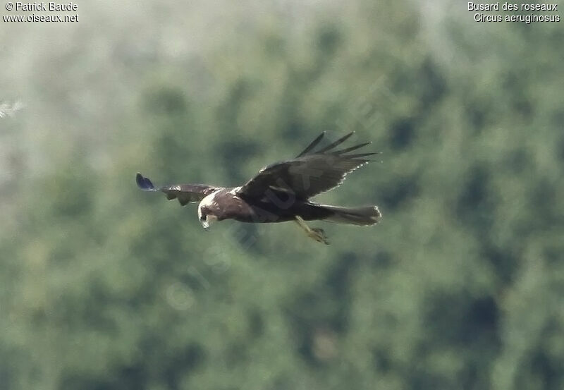 Busard des roseaux mâle immature, identification