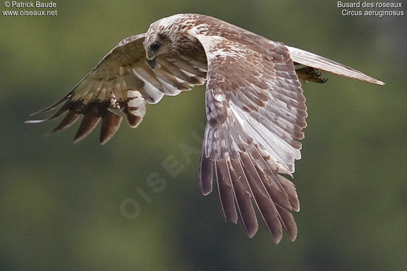 Western Marsh Harrier male immature, Flight