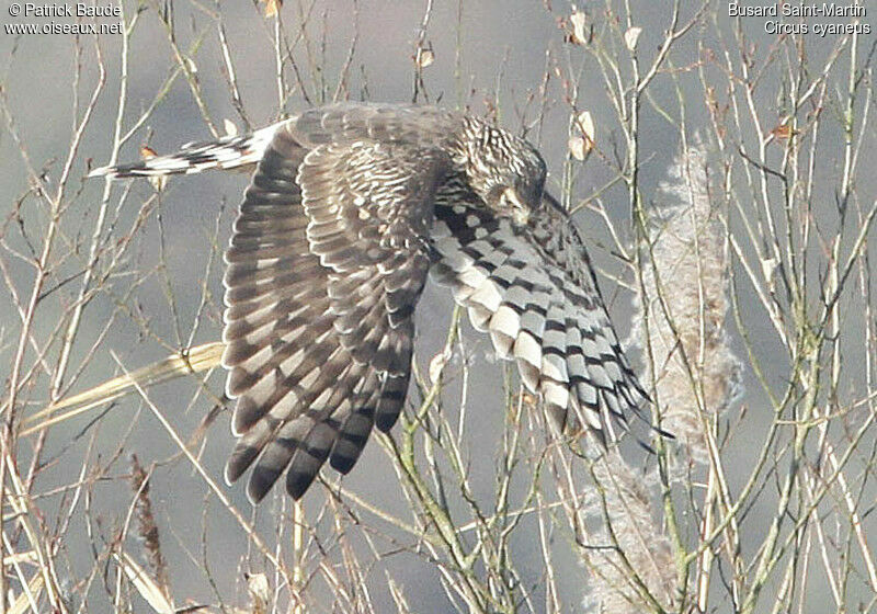 Hen Harrier female, Flight