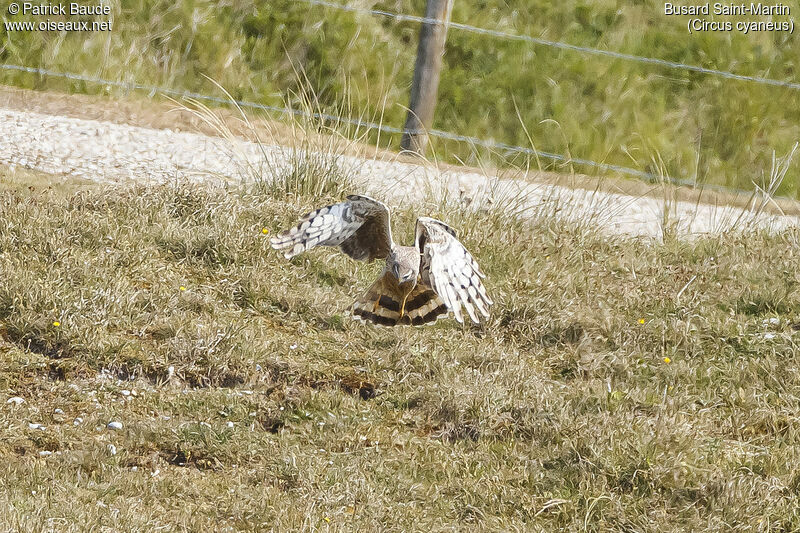 Hen Harrieradult