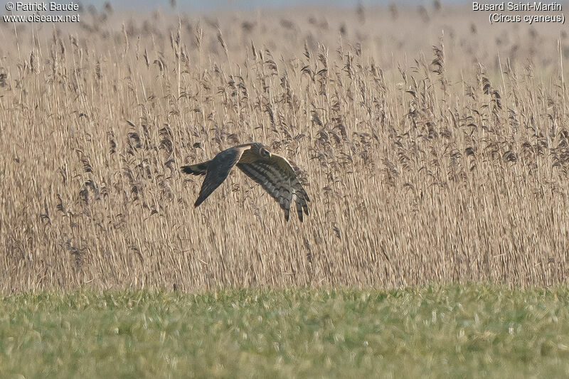 Hen Harrier female adult