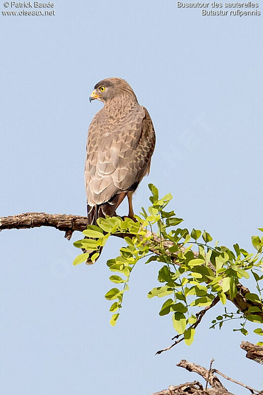 Busautour des sauterelles mâle adulte, identification