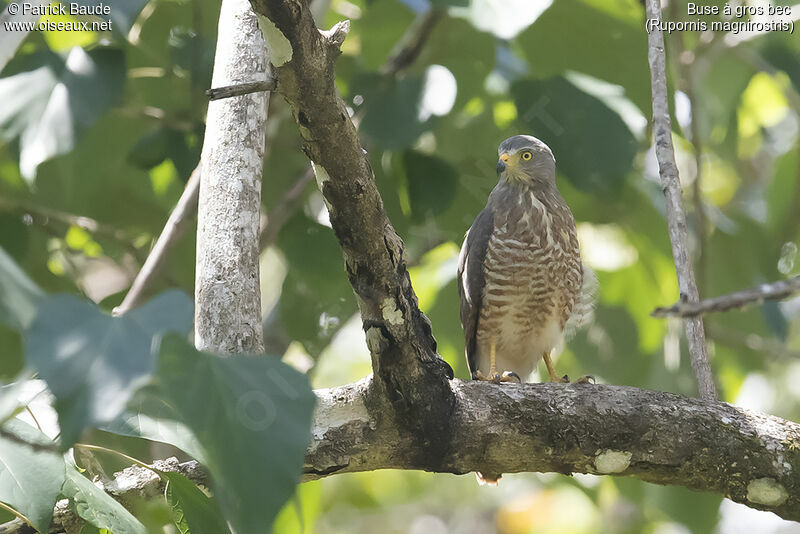 Buse à gros bec, identification