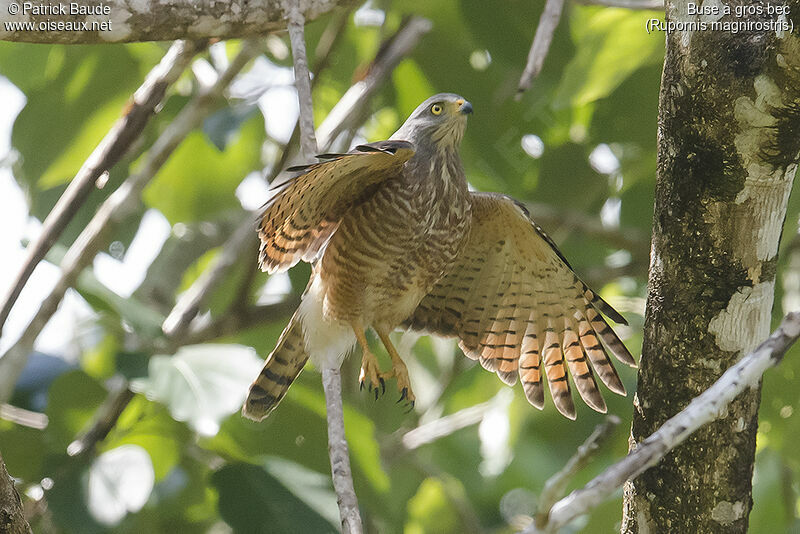 Roadside Hawk, identification, close-up portrait