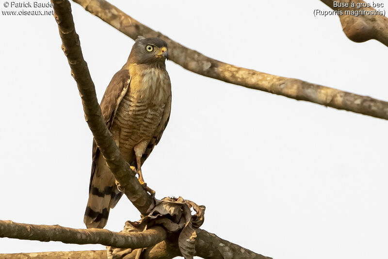 Roadside Hawk