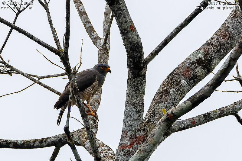 Roadside Hawkadult