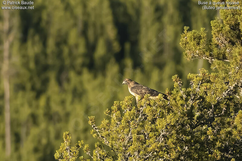 Red-tailed Hawkadult